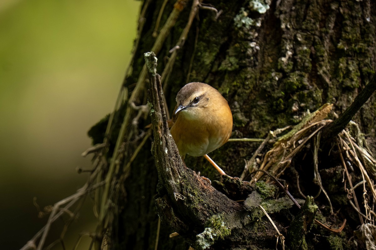 Cinnamon Bracken-Warbler - ML645872277