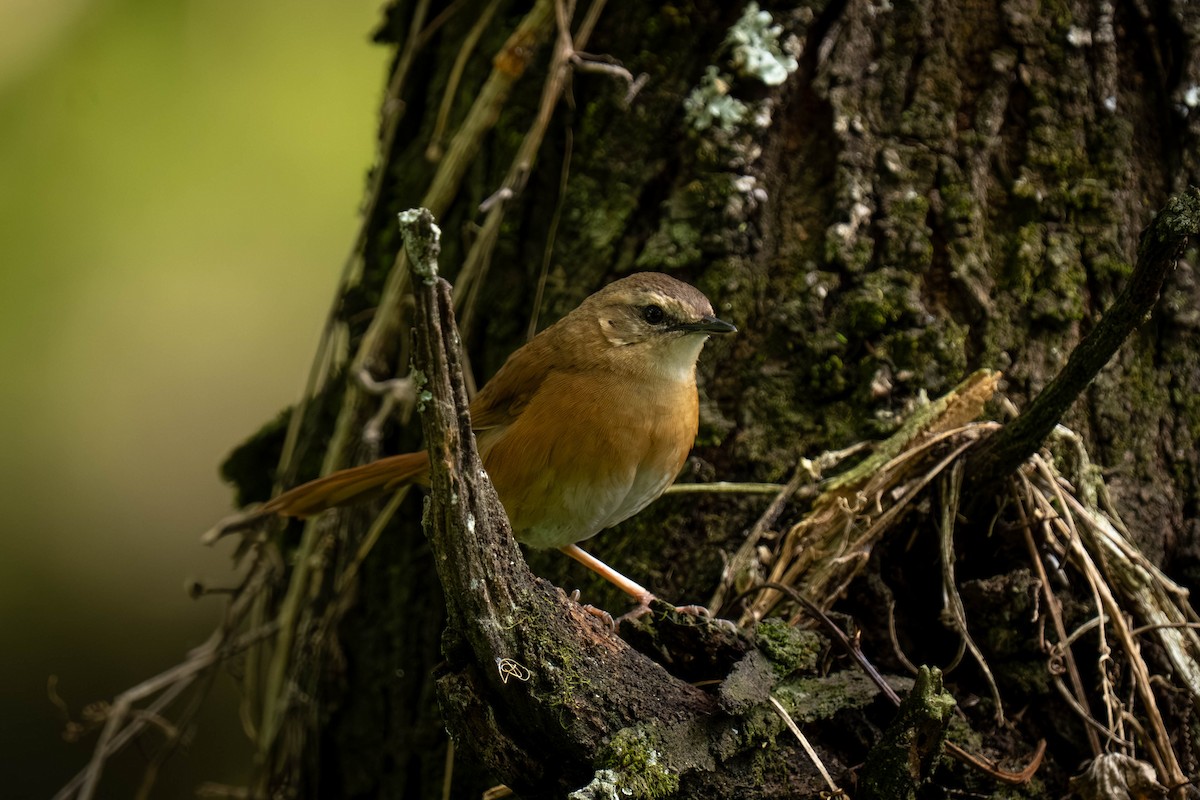 Cinnamon Bracken-Warbler - ML645872278