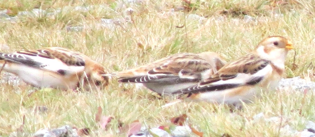 Elur-berdantza - ML645872279