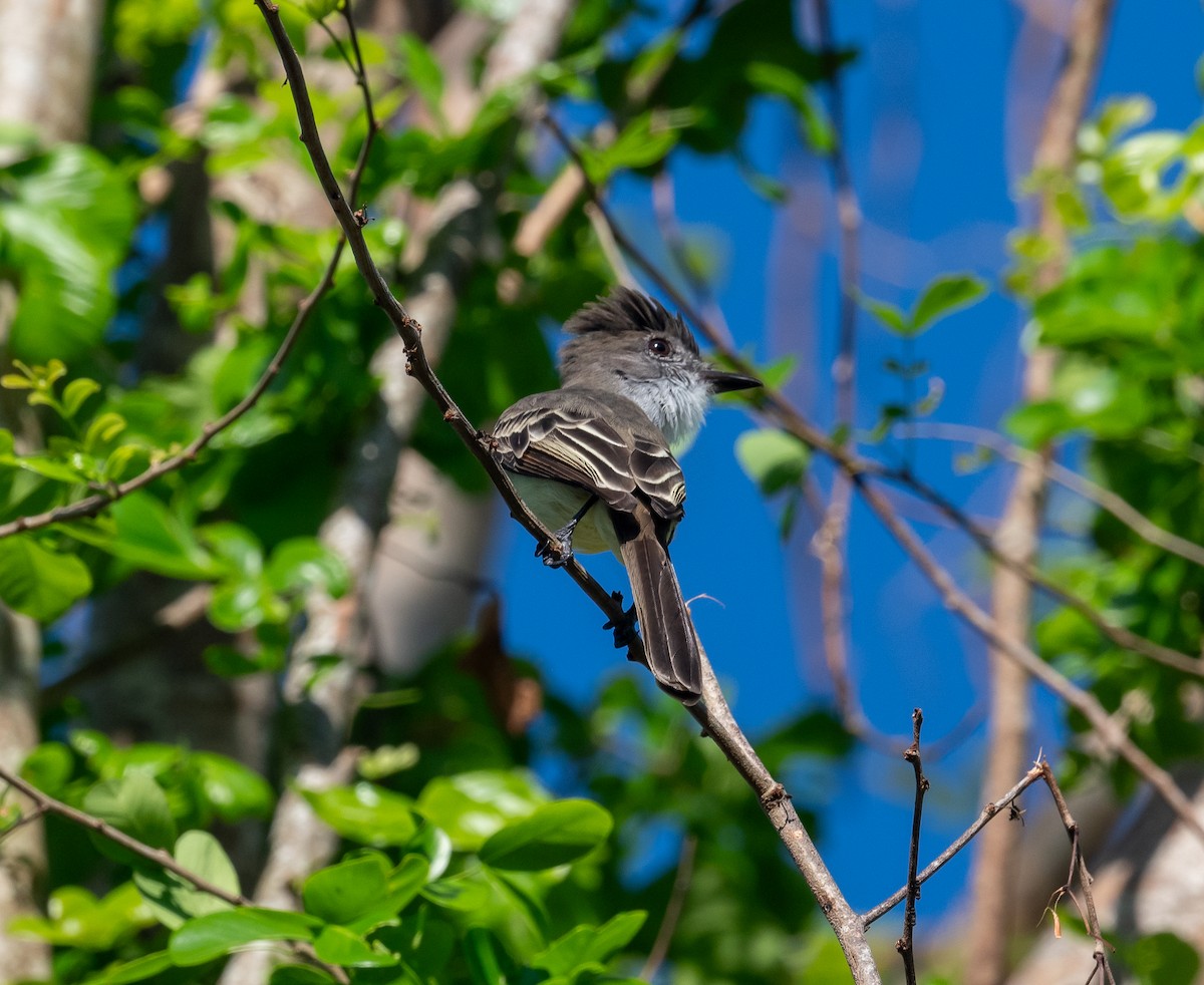 Stolid Flycatcher - ML645872286