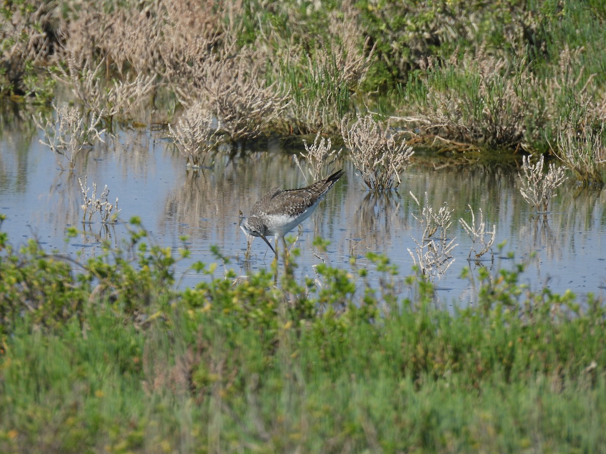 Solitary Sandpiper - ML645872289