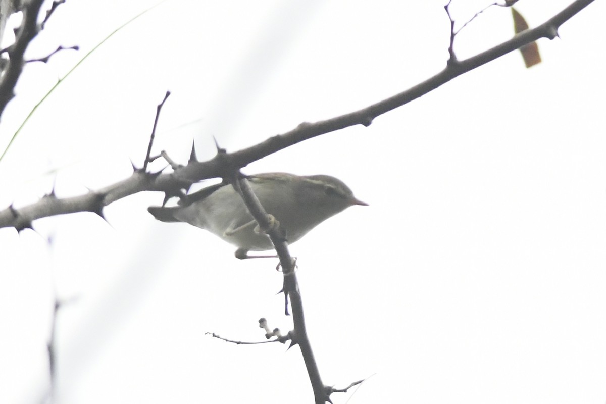 Kamchatka Leaf Warbler - ML645872299