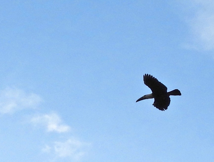 Tucán Pechiblanco - ML645872307