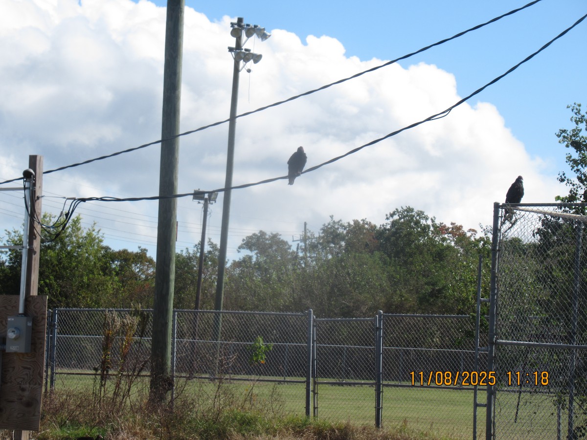 Turkey Vulture - ML645872308