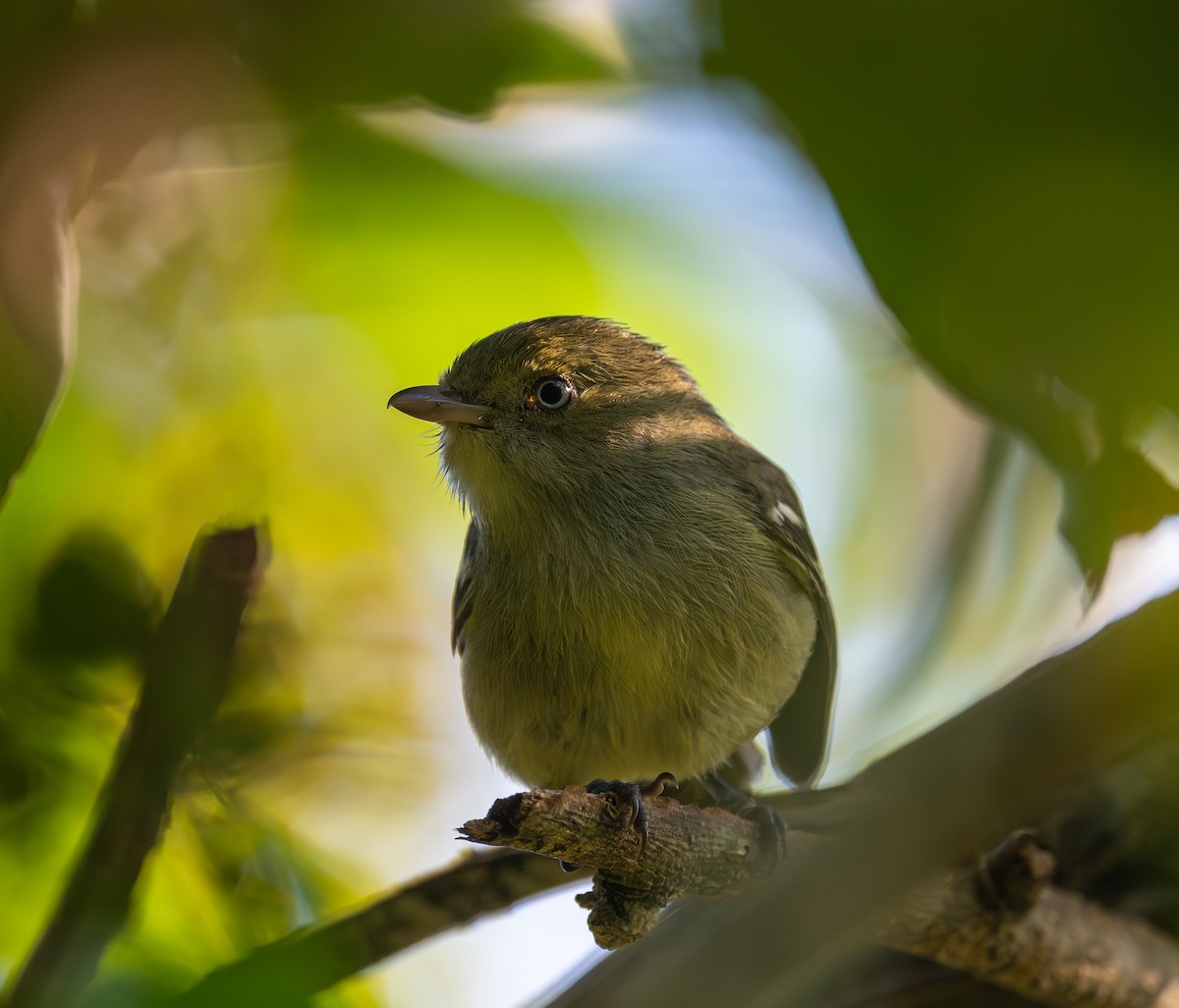 Jamaican Vireo - ML645872333