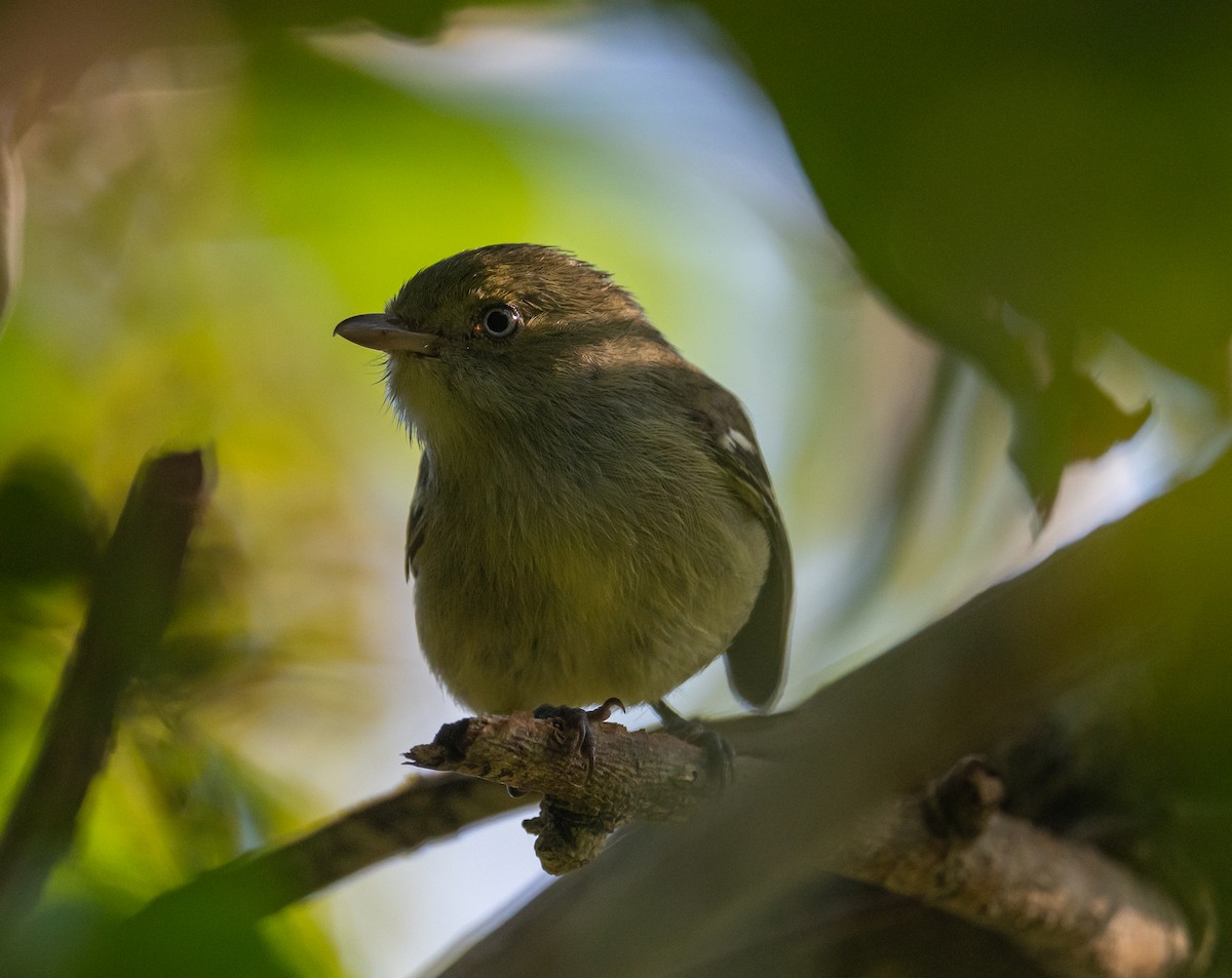 Jamaican Vireo - ML645872334
