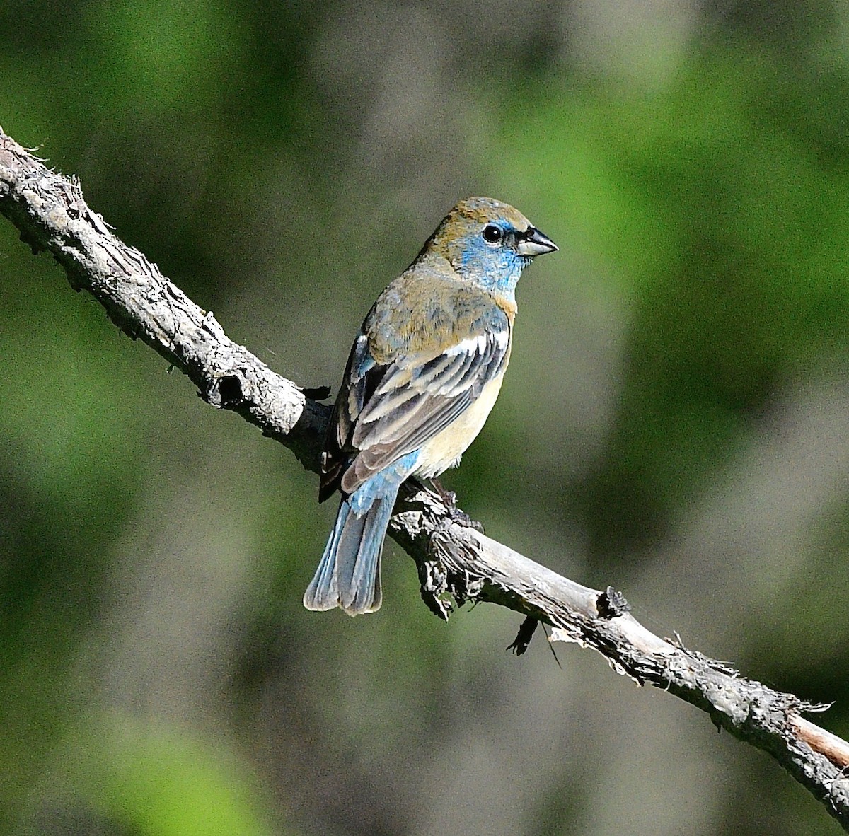 Лазурный колорин - ML645872336