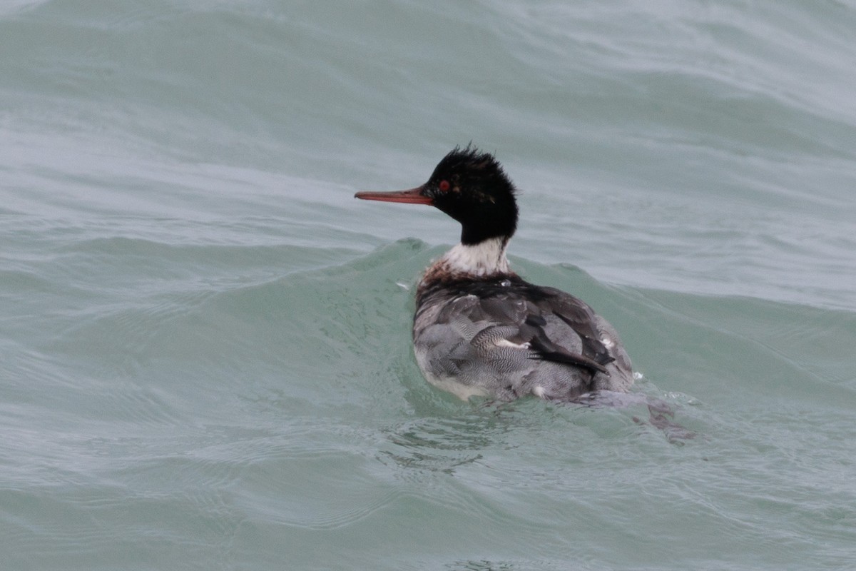 Zerra ertaina - ML645872338