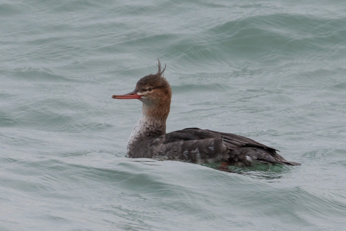 Zerra ertaina - ML645872339