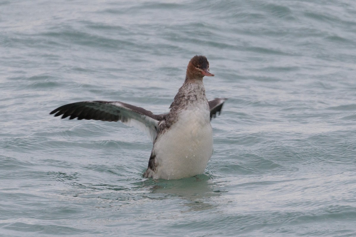 Zerra ertaina - ML645872340