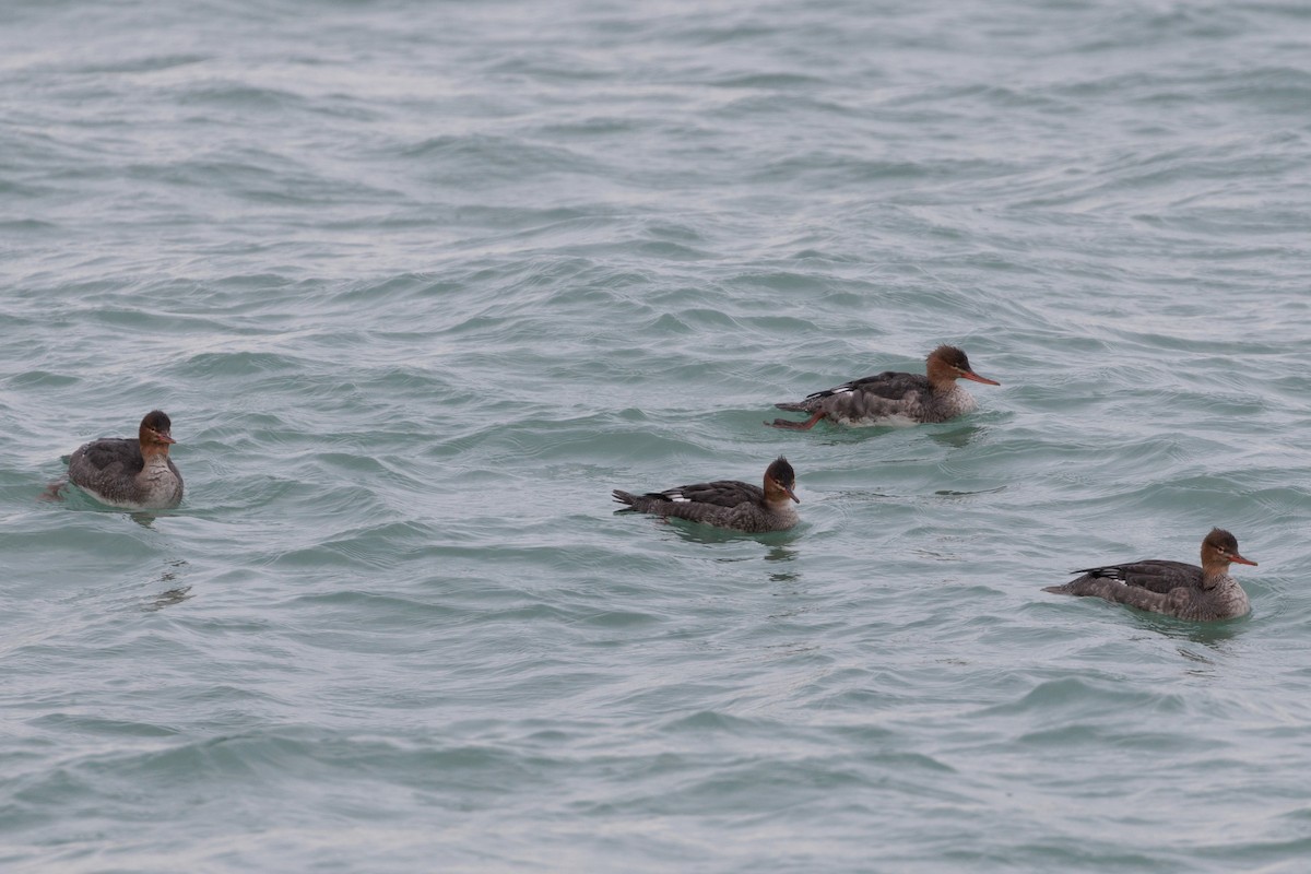 Zerra ertaina - ML645872341