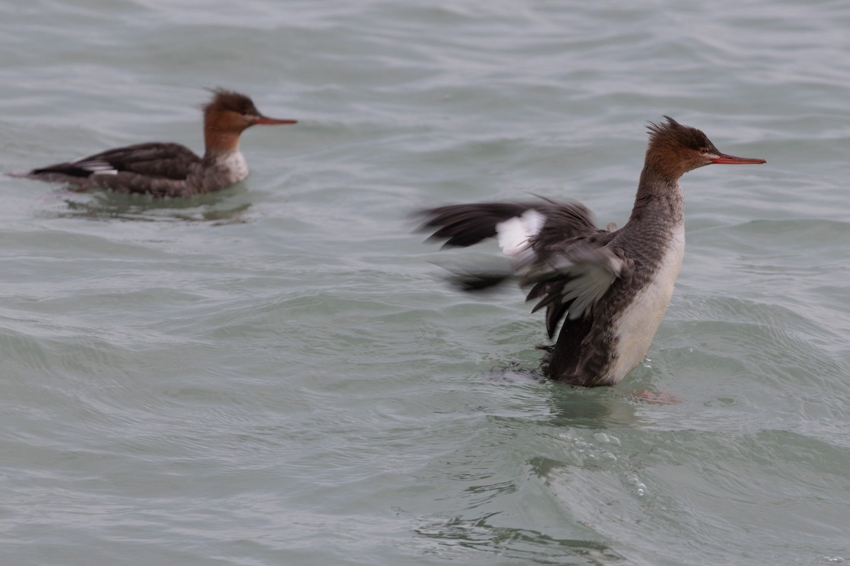 Zerra ertaina - ML645872342