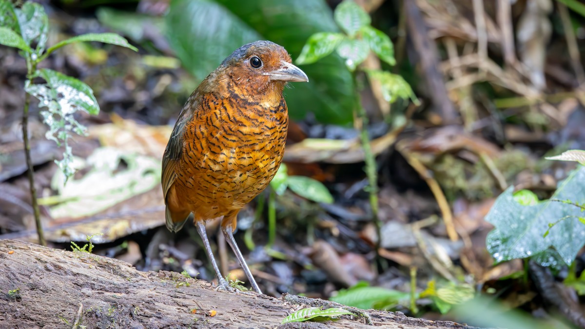Giant Antpitta - ML645872360