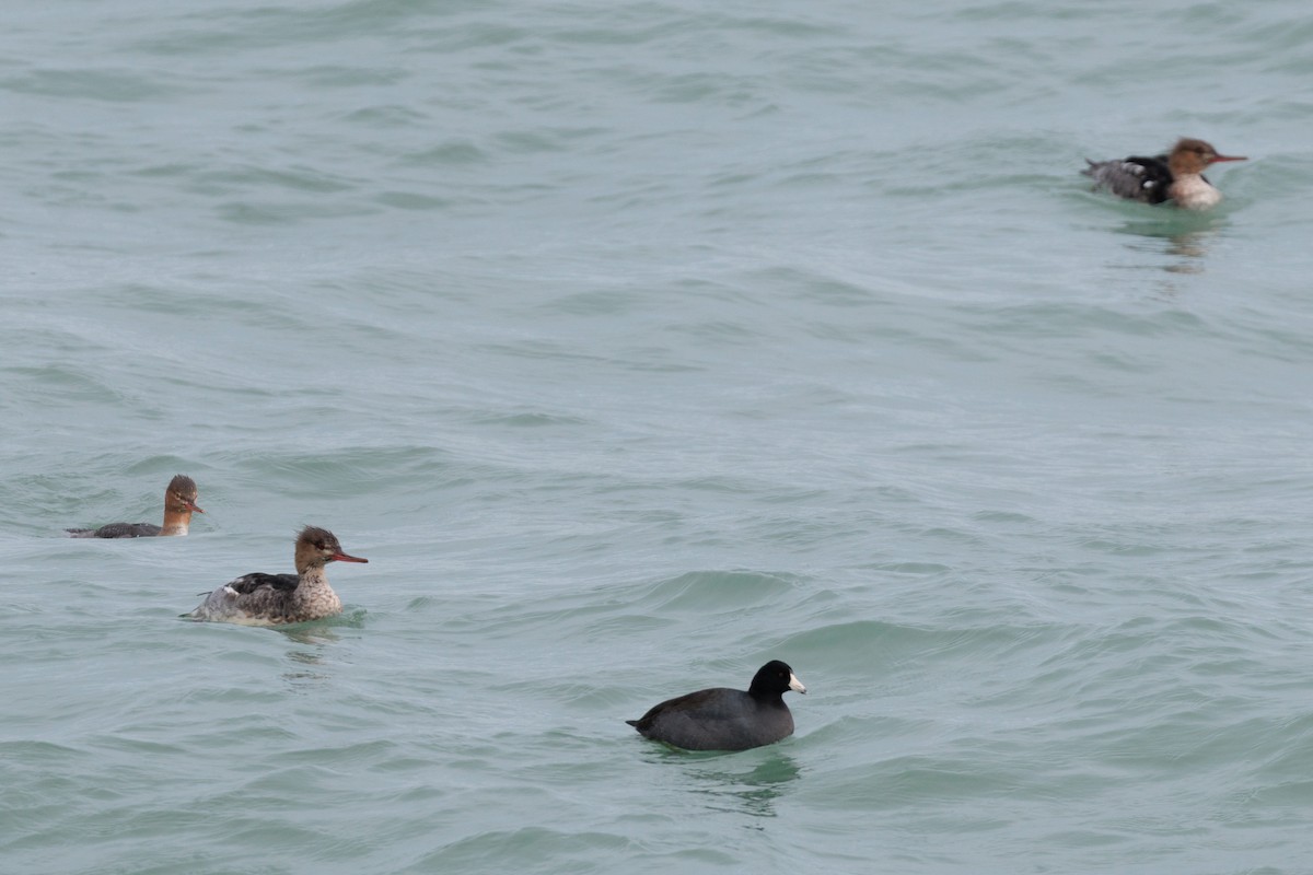 lyska americká - ML645872366