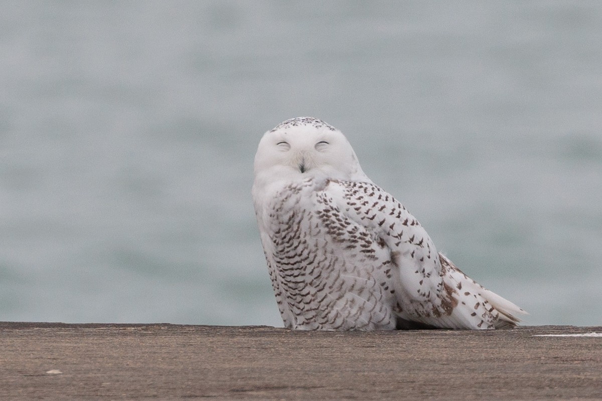 Snowy Owl - ML645872383