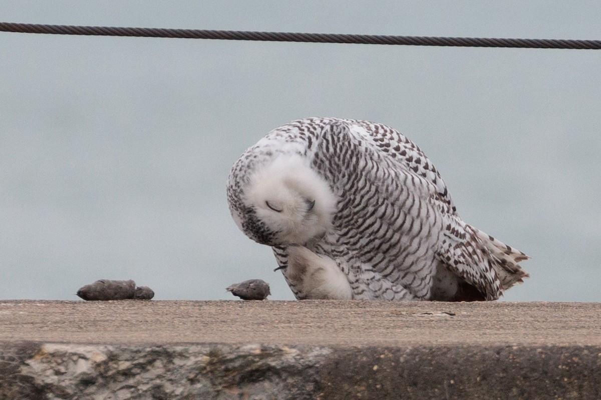 Snowy Owl - ML645872384