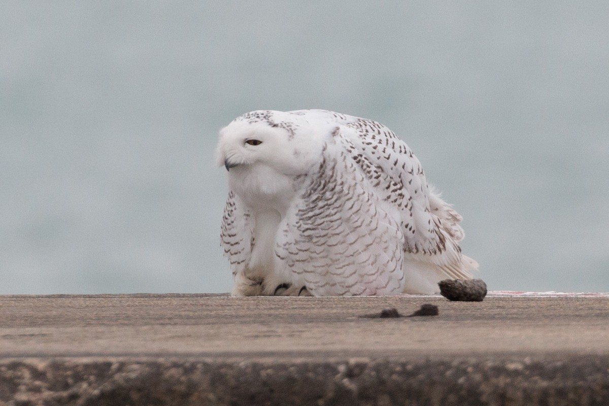 Snowy Owl - ML645872385