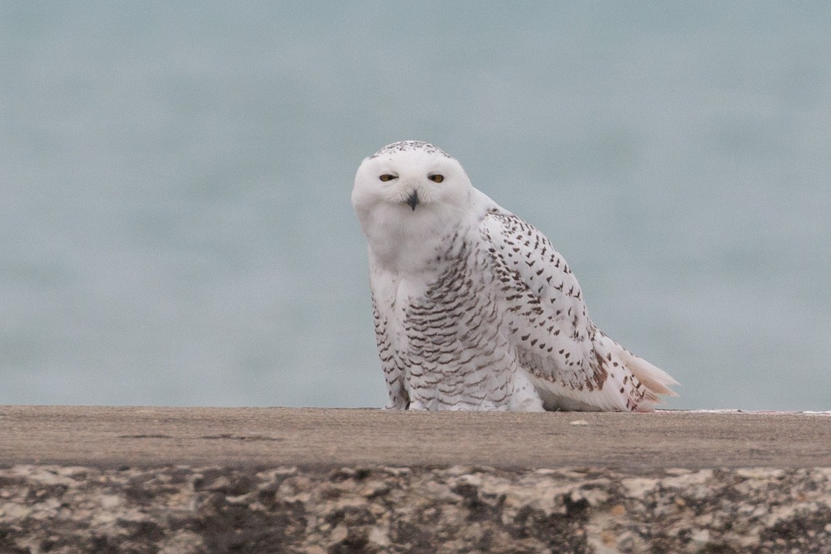Snowy Owl - ML645872386