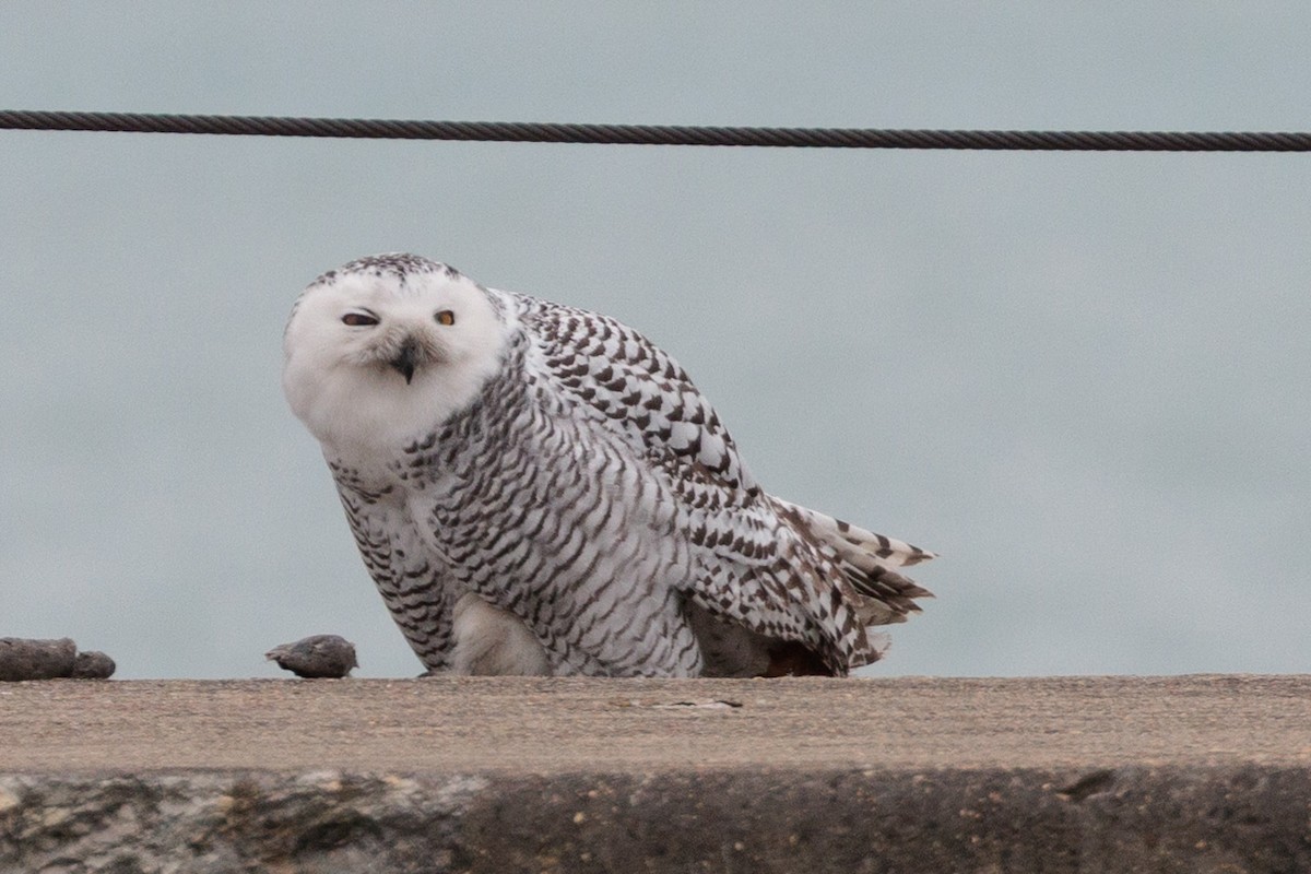 Snowy Owl - ML645872387