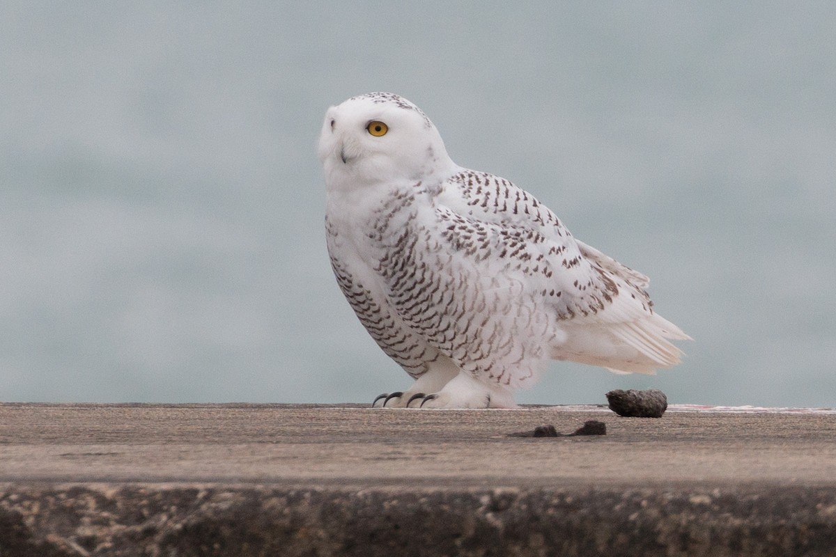Snowy Owl - ML645872388