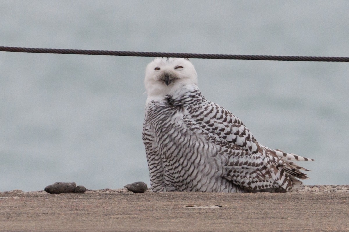 Snowy Owl - ML645872389