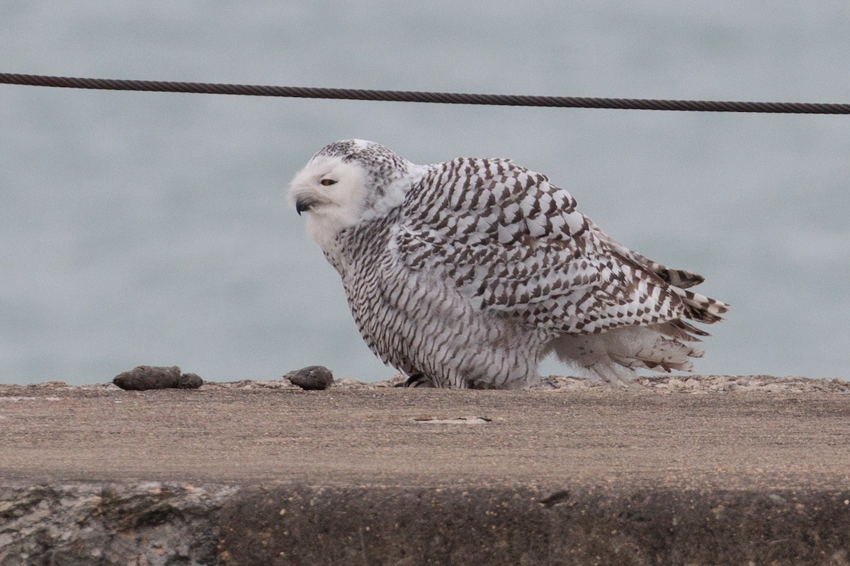 Snowy Owl - ML645872391