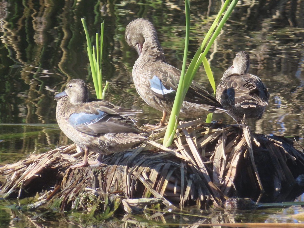 Zertzeta hegalurdina - ML645872395