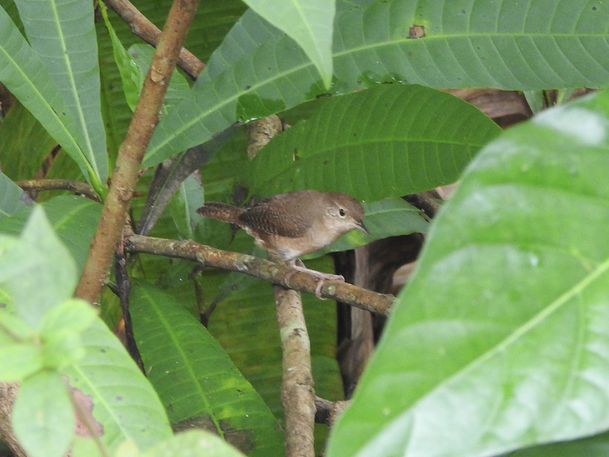 Southern House Wren - ML645872407