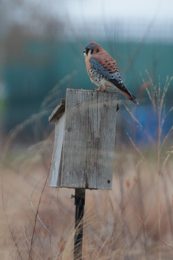 poštolka pestrá - ML645872410