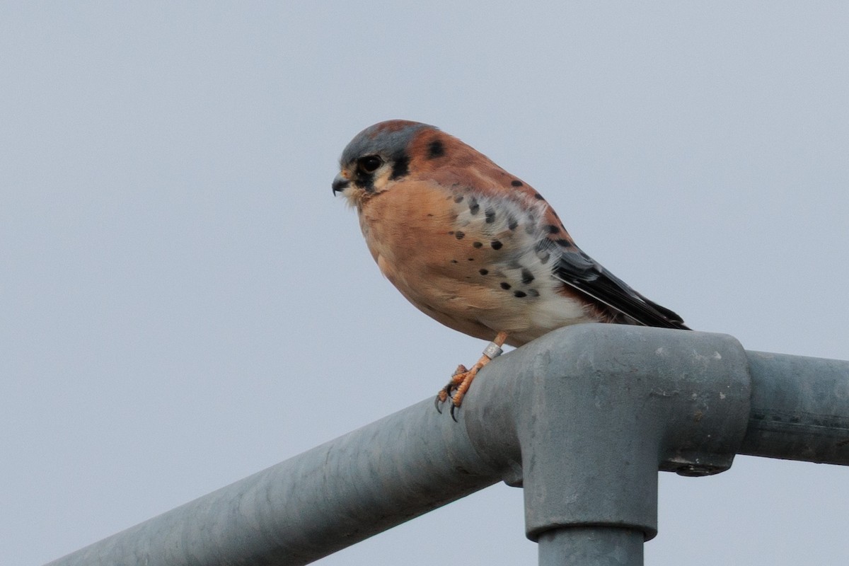 poštolka pestrá - ML645872411