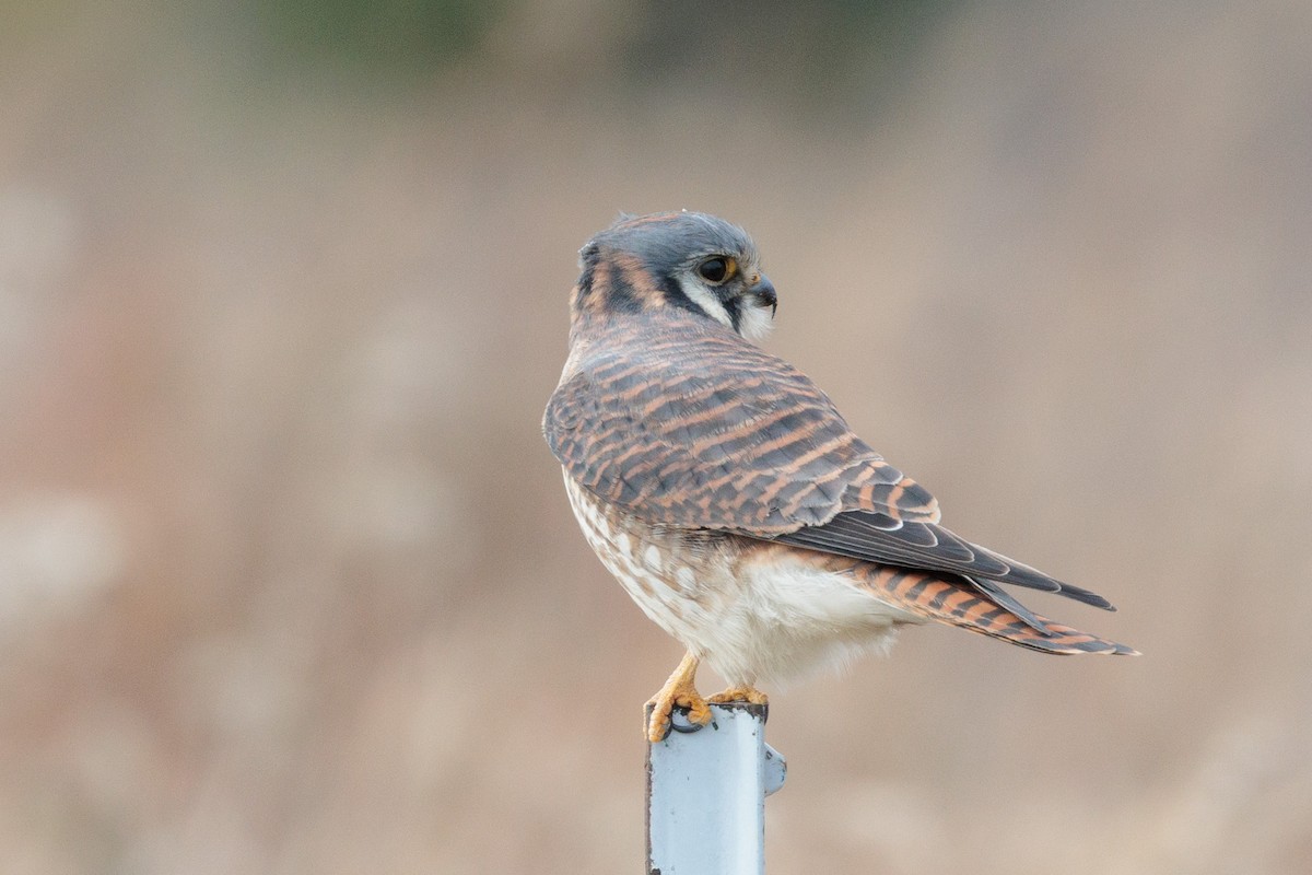 poštolka pestrá - ML645872412