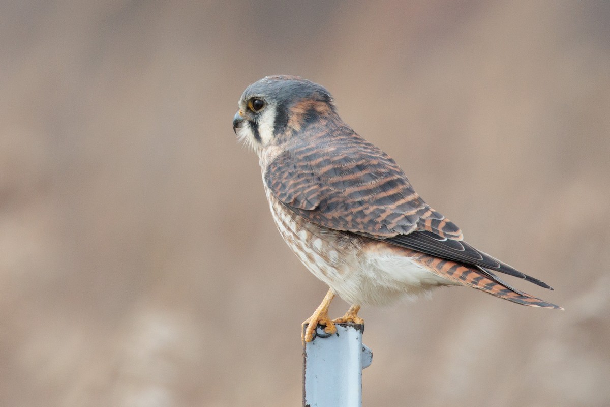 poštolka pestrá - ML645872413