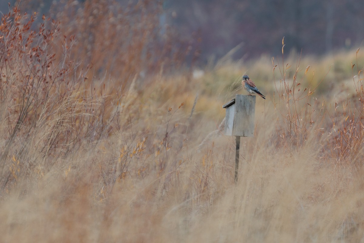 poštolka pestrá - ML645872414