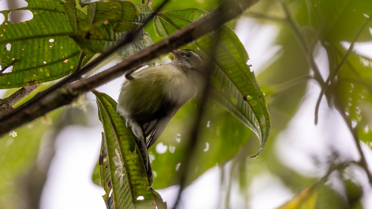 Brown-capped Vireo - ML645872415