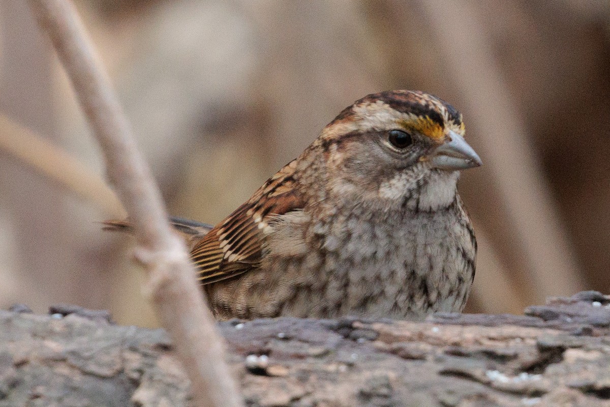 strnadec bělohrdlý - ML645872427