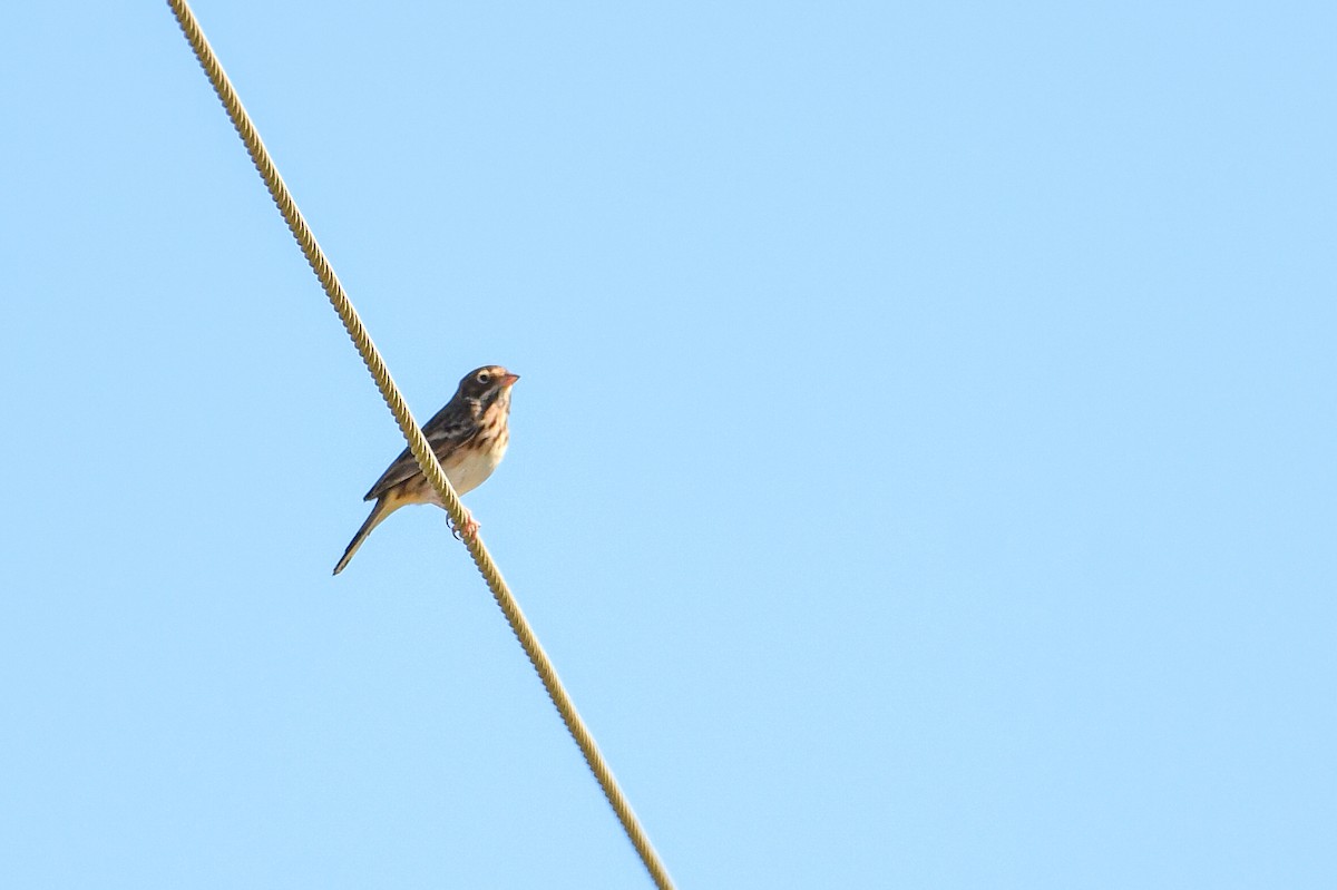 Vesper Sparrow - ML645872428
