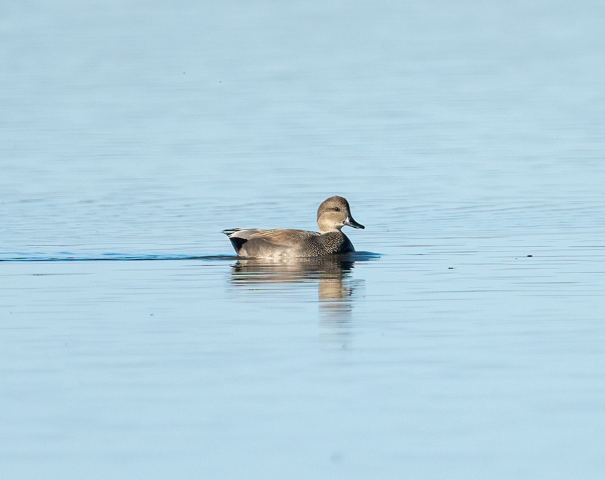 Boz Ördek - ML645872453