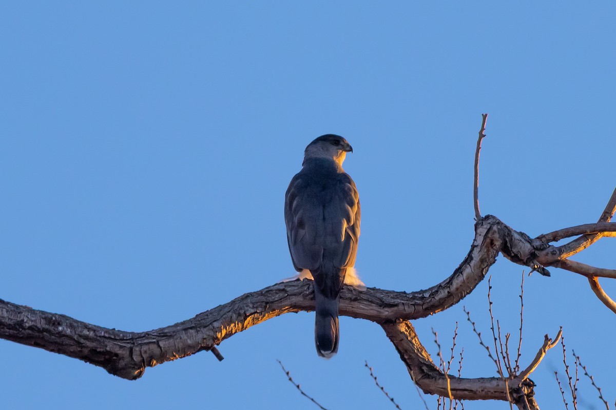 Cooper's Hawk - ML645872475