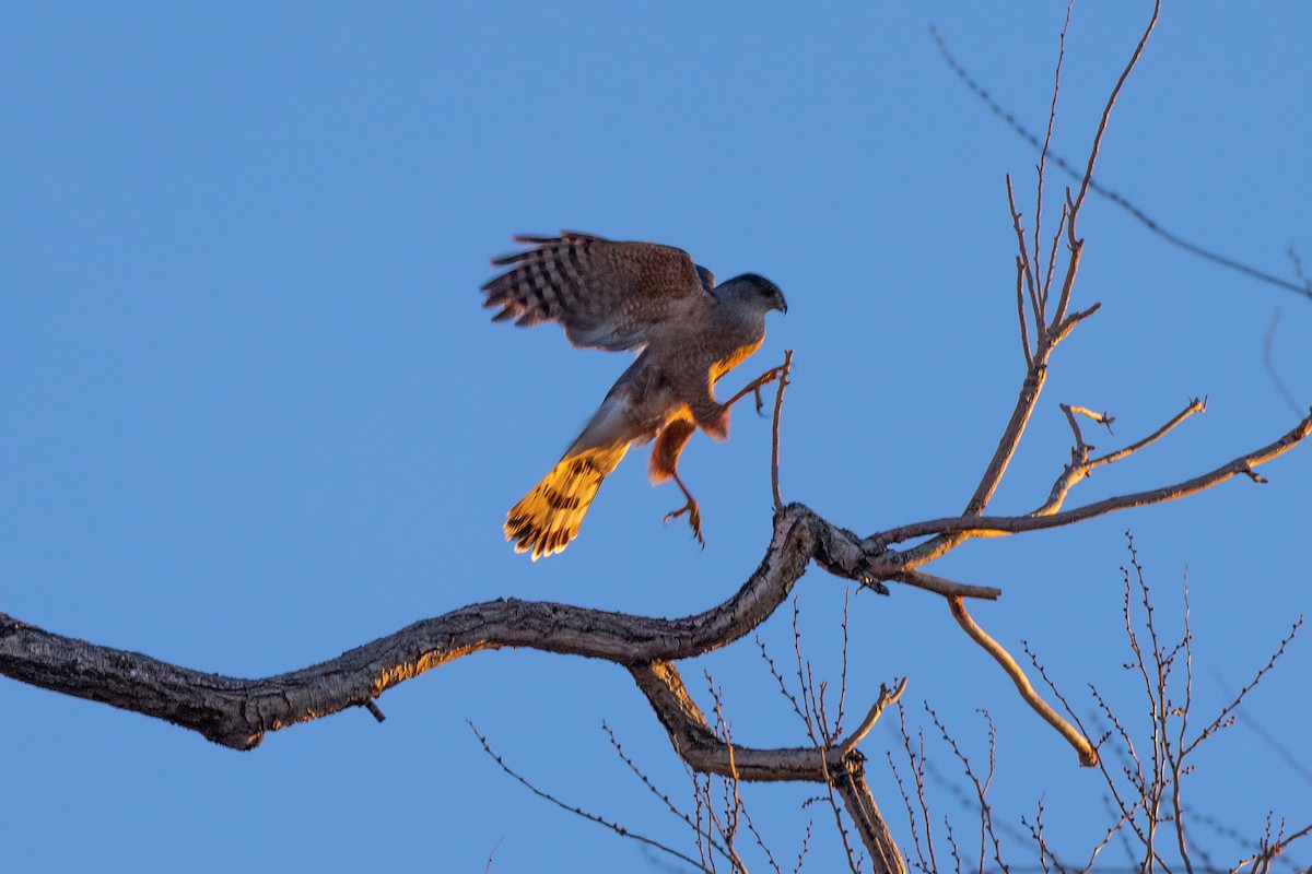 Cooper's Hawk - ML645872476