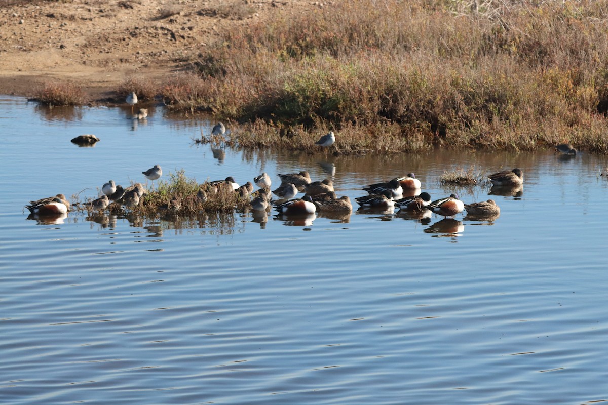 skjeand - ML645872486