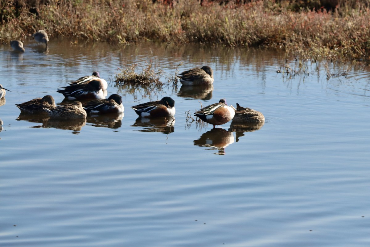 skjeand - ML645872487