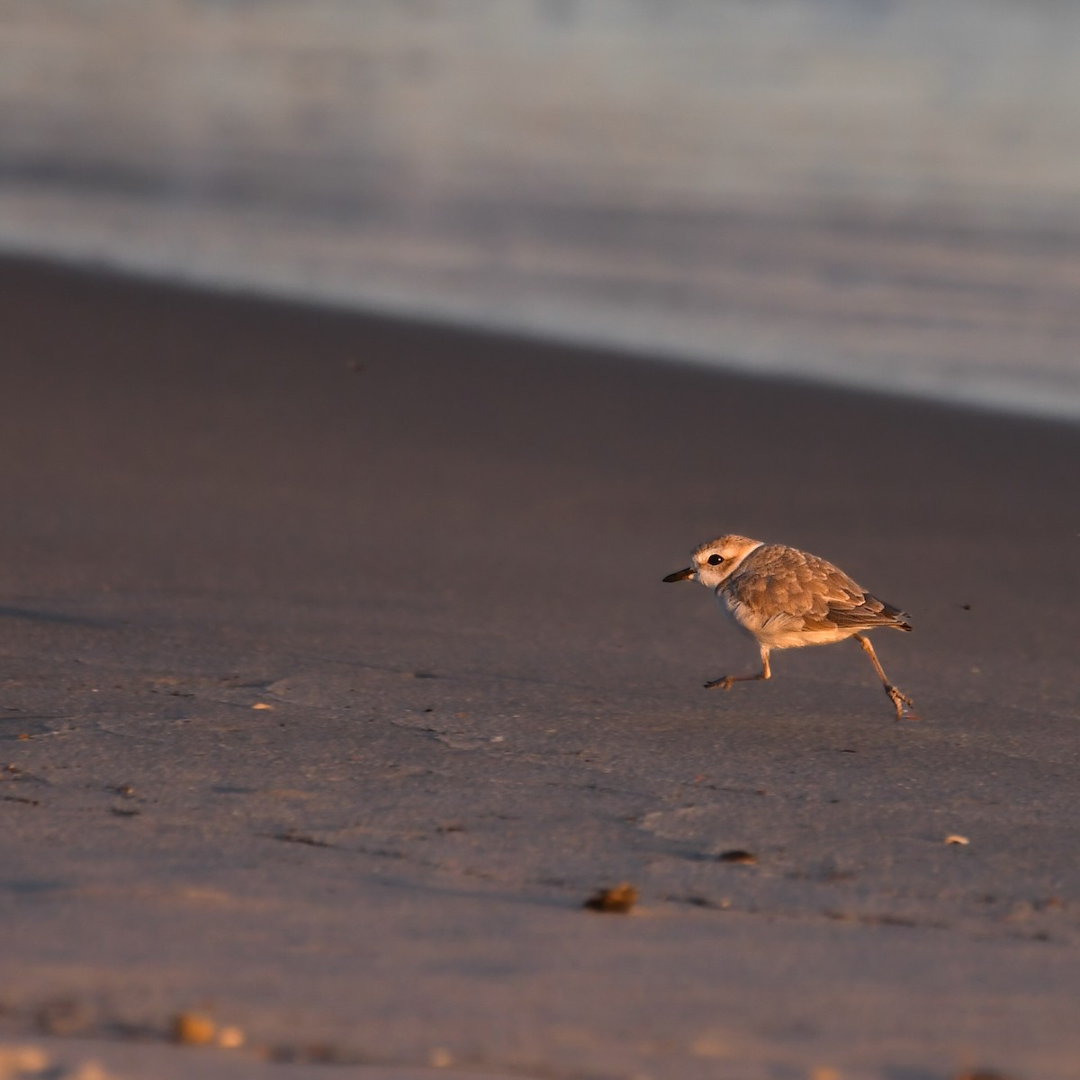 snølo - ML645872491