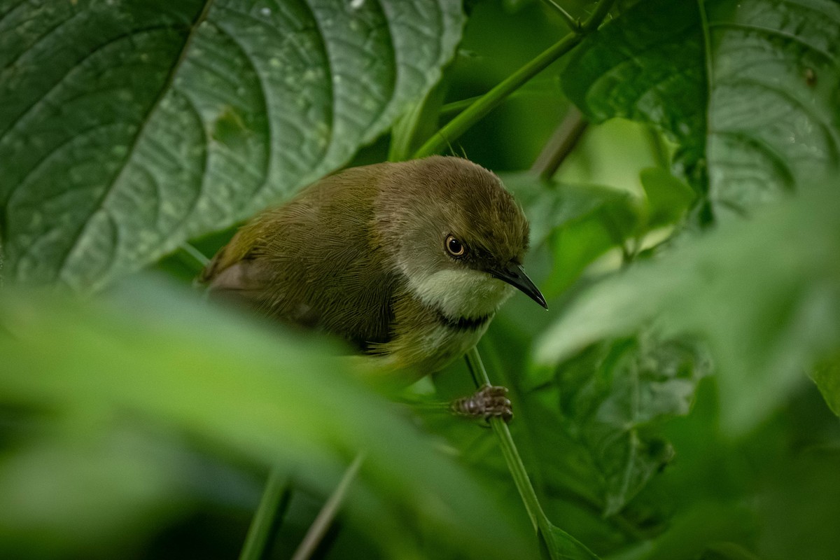 ringapalis - ML645872493