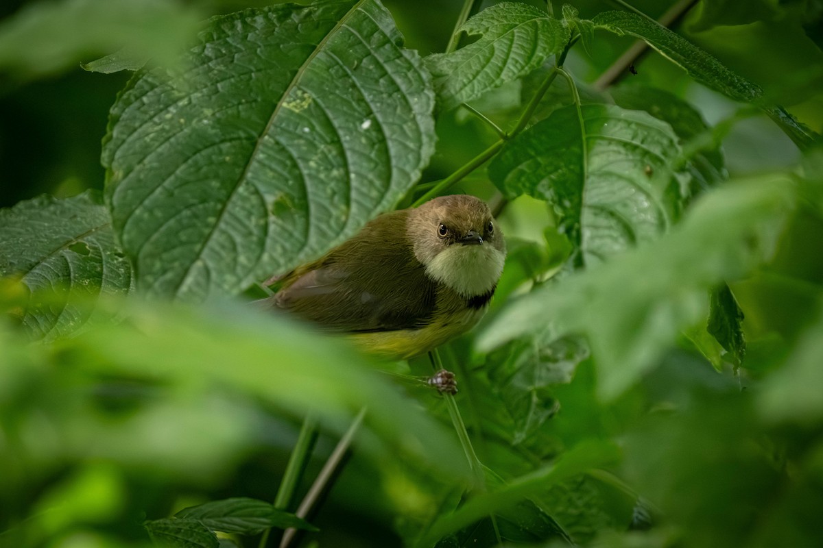 ringapalis - ML645872495