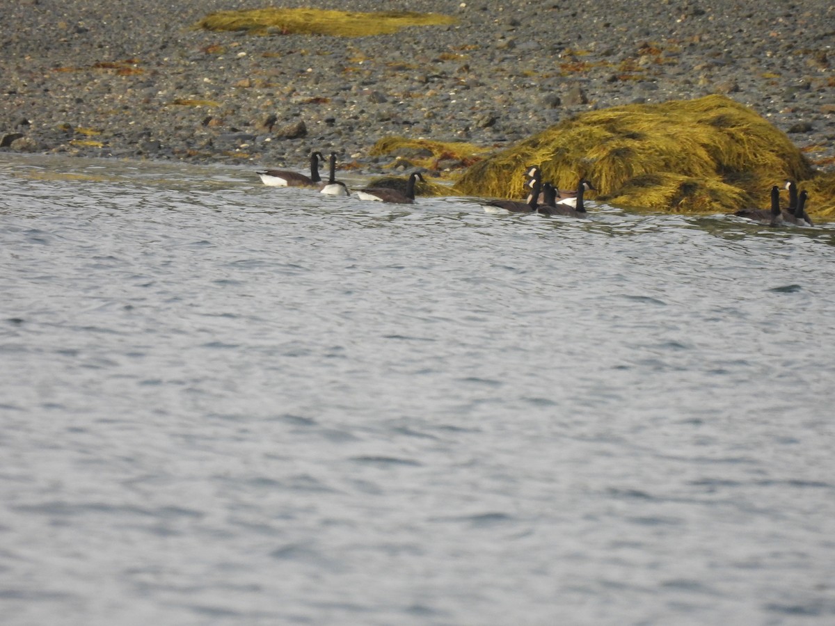 kanadagås - ML645872496