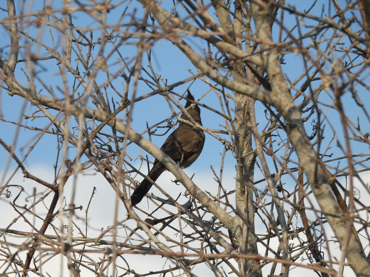 ørkenkardinal - ML645872507