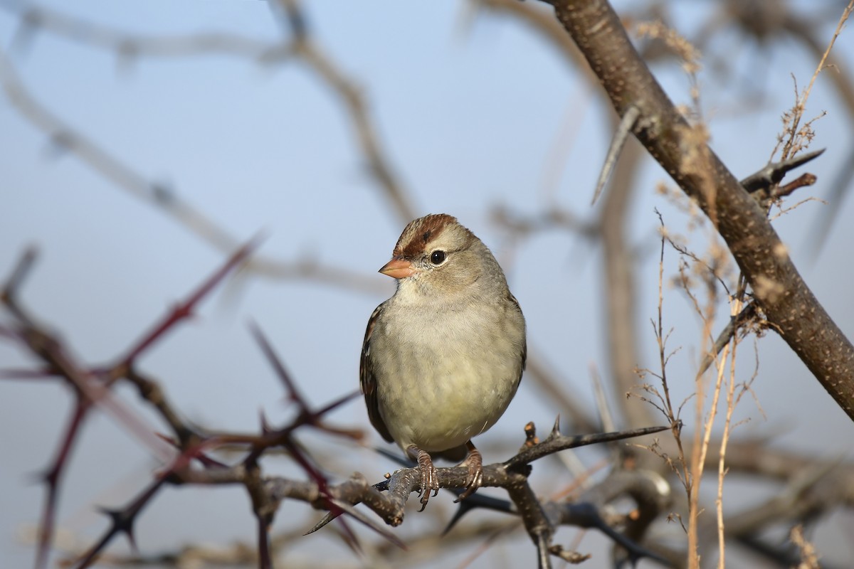 hvitkronespurv - ML645872509