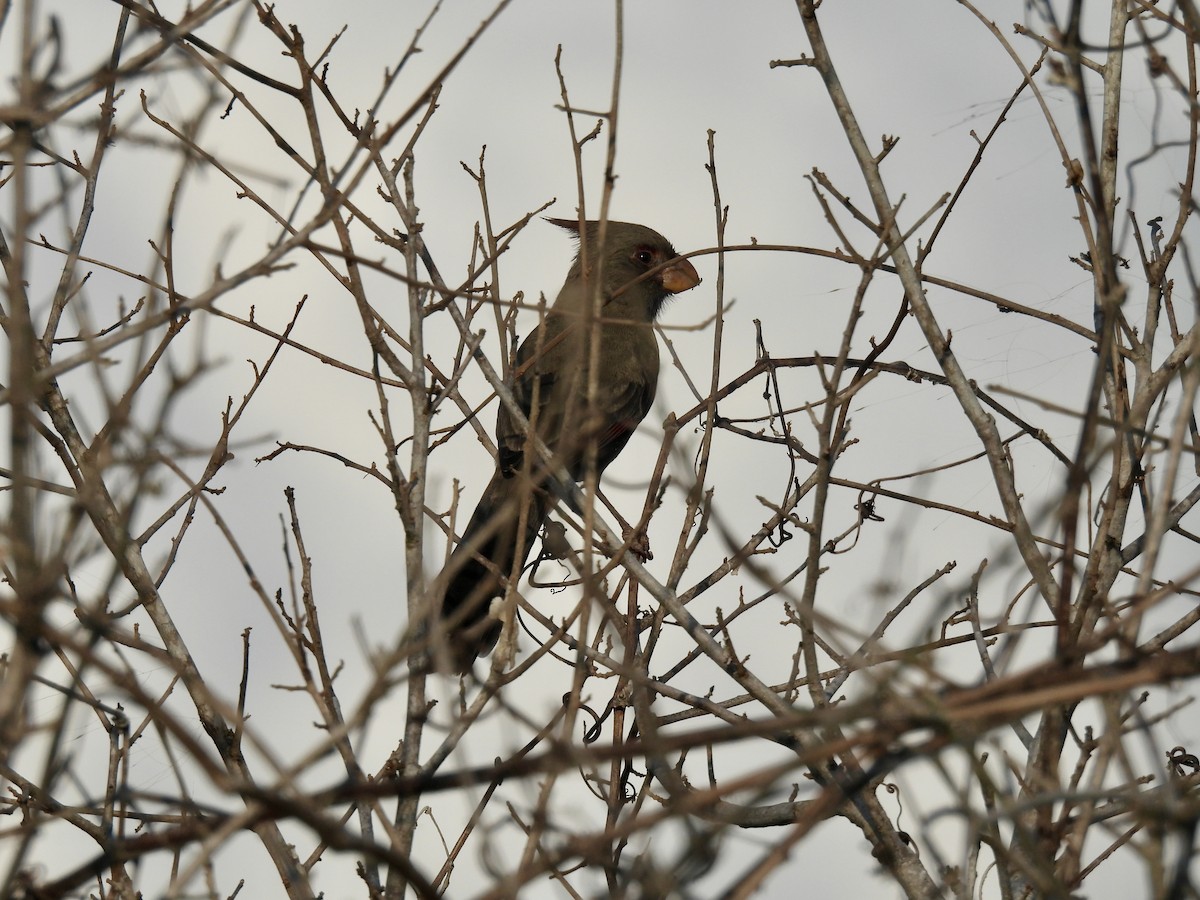 ørkenkardinal - ML645872510