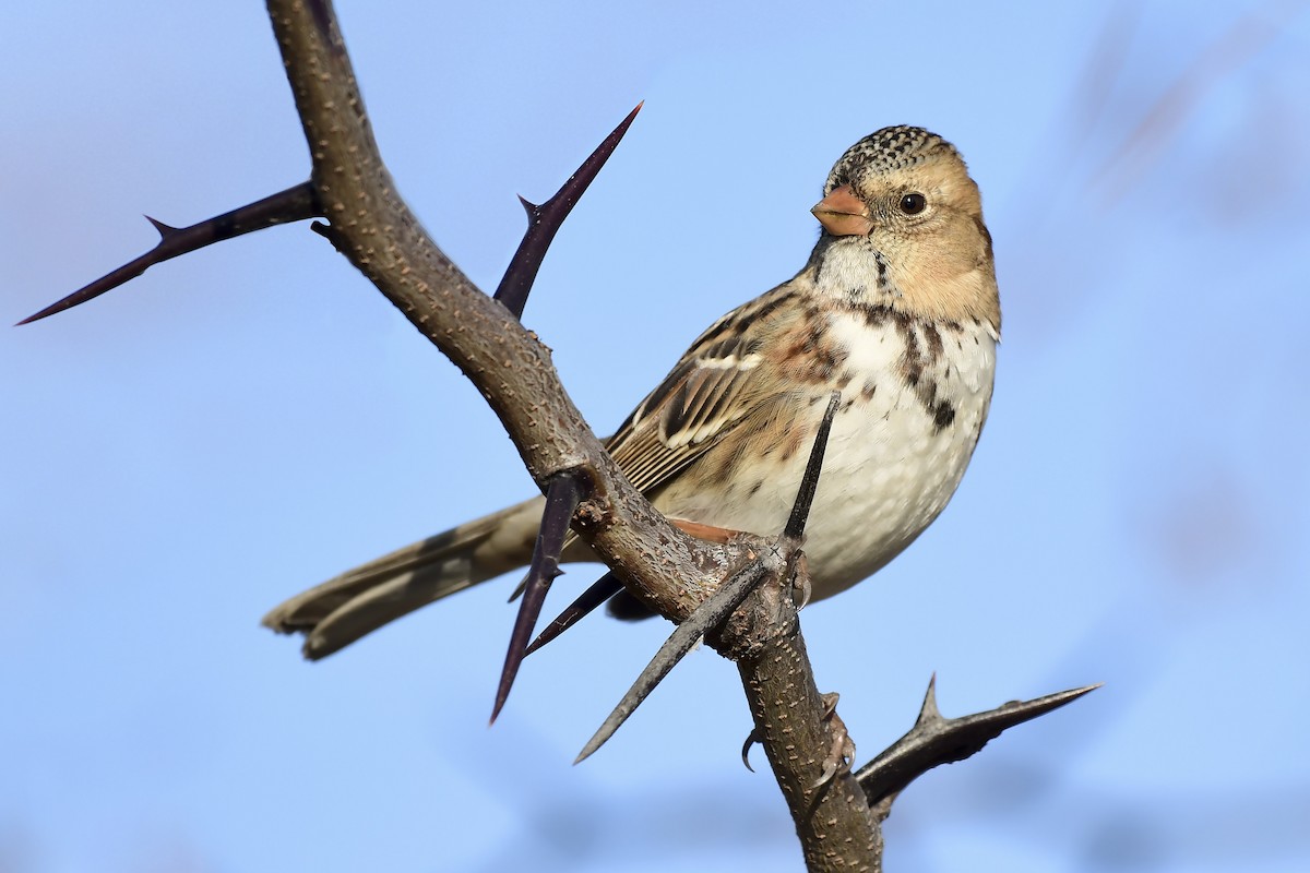 granspurv - ML645872511