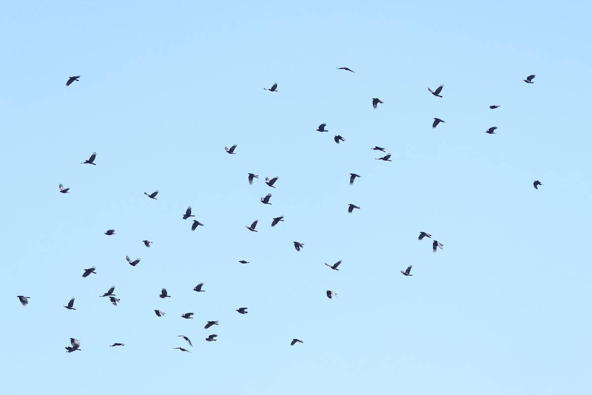 amerikakråke - ML645872512